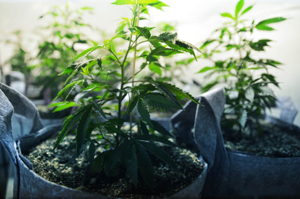 cannabis plants in grow pots that have been regenerated