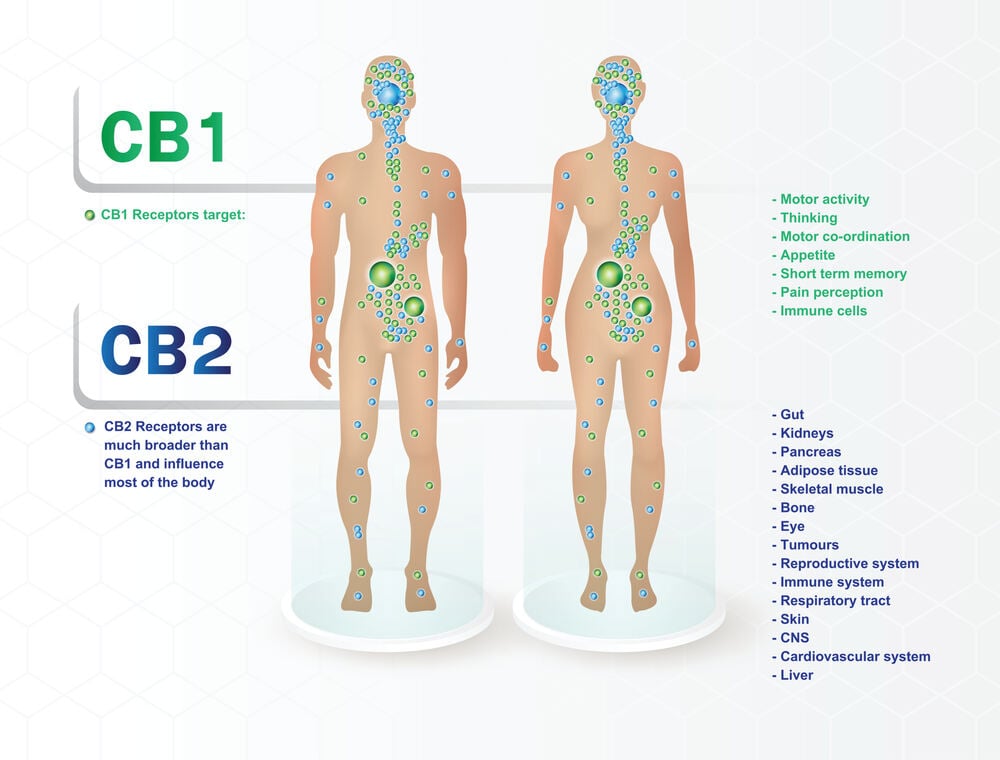 a graphic showing what both the cb1 and cb2 receptors influence the most in the body when consuming thc-p