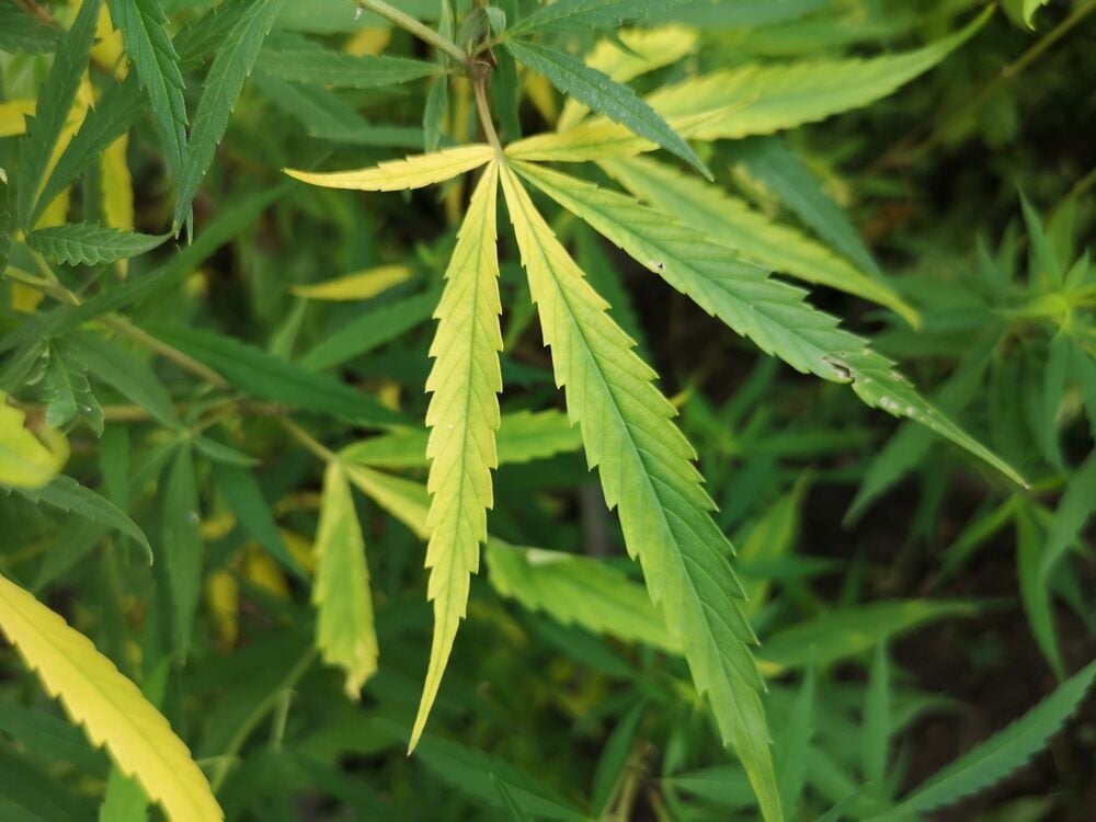 cannabis leaves turning yellow