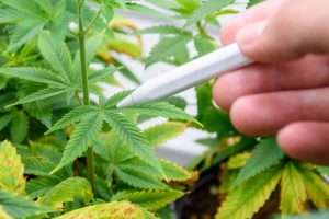a man holding a pen pointing at a cannabis plant
