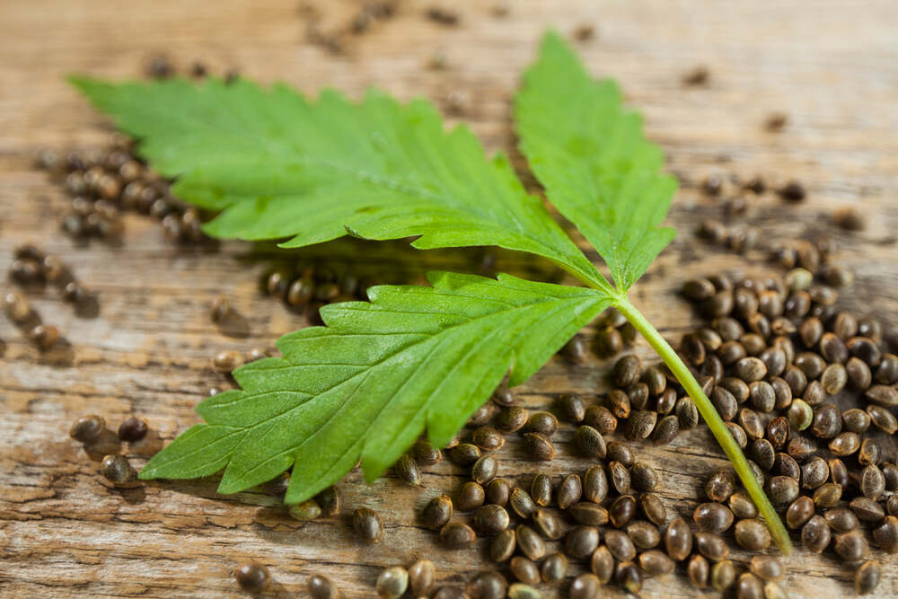 a bunch of cannabis seeds under a cannabis leaf on a wooden surface