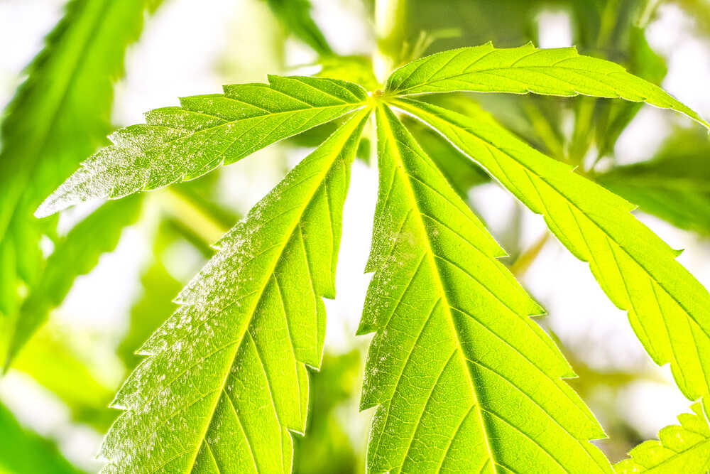 a close up of a cannabis leaf with pollen on it