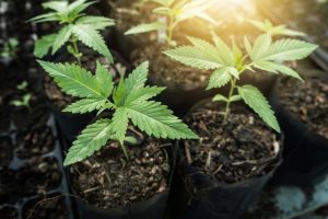 autoflowering cannabis plants