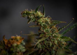 a photo of an autoflower plant