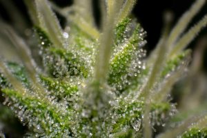 cannabis trichomes on a cannabis plant