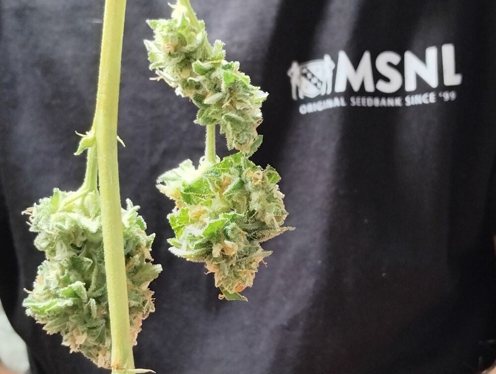 Wet trimmed buds ready to hang