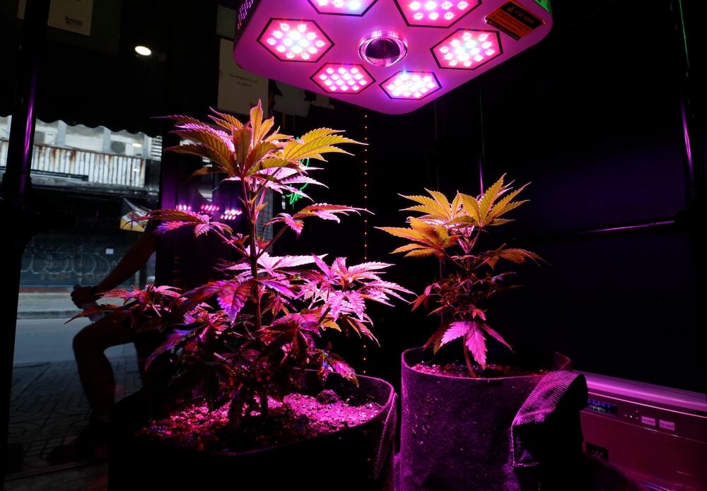autoflowering cannabis plants under LED lights in a grow tent