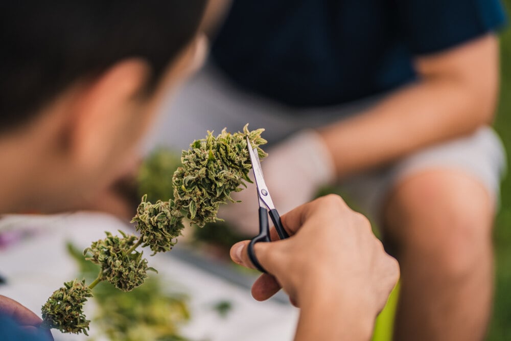 two men trimming down cannabis flower and harvesting bud with one of the men using scissors