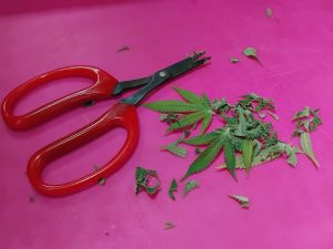Sharp scissors and trim leaf material (2)