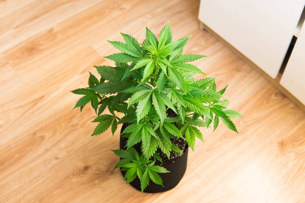an autoflowering cannabis plant in a black fabric plant pot on wooden flooring