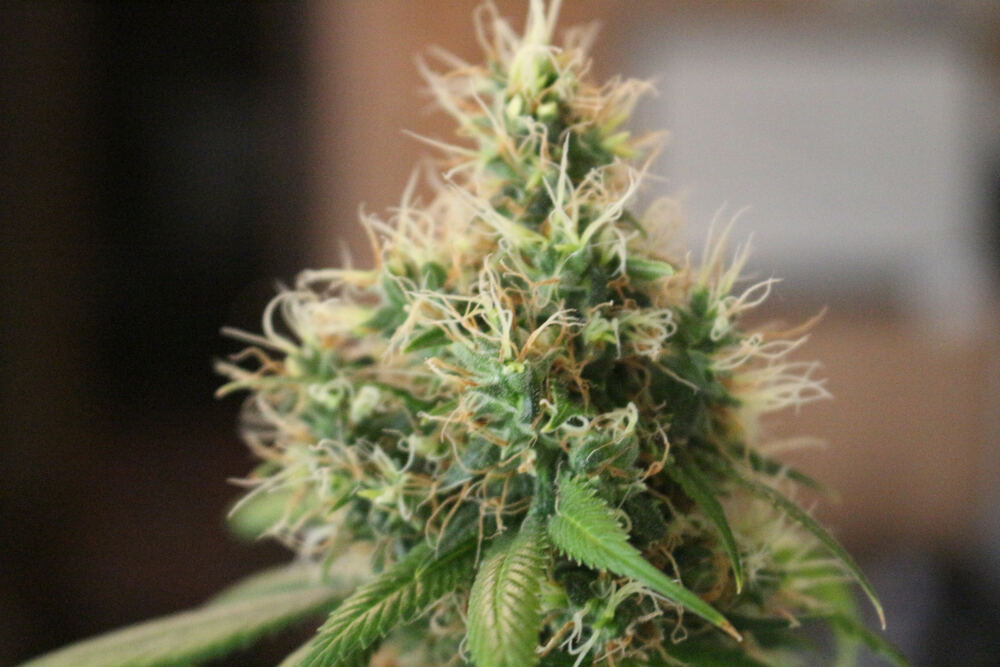 a close up photo of a cannabis plant, showing its pistils