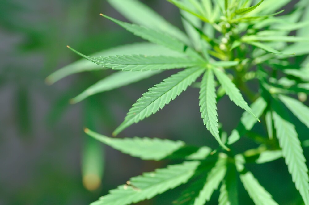 a sativa cannabis plant