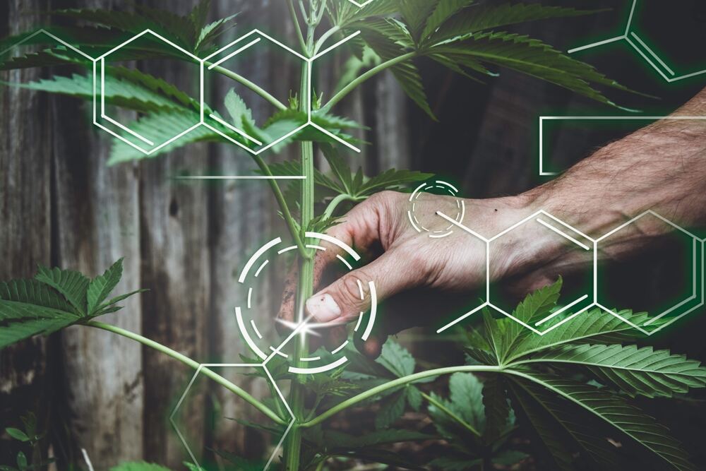 a hand holding the stem of a cannabis plant with a formula overlay