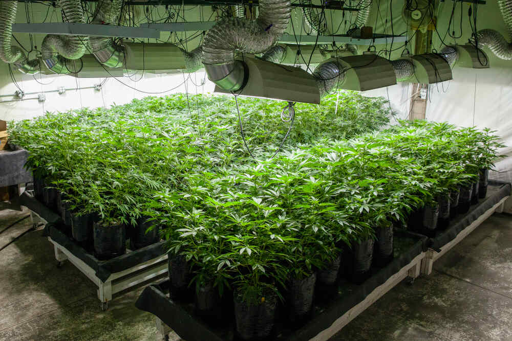 female cannabis plants separated in a room for breeding