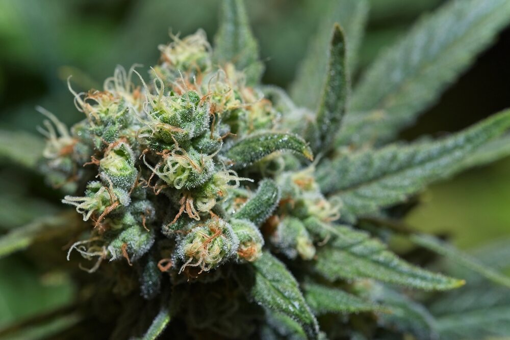 a close up look at cannabis bud forming with white trichomes on the bud