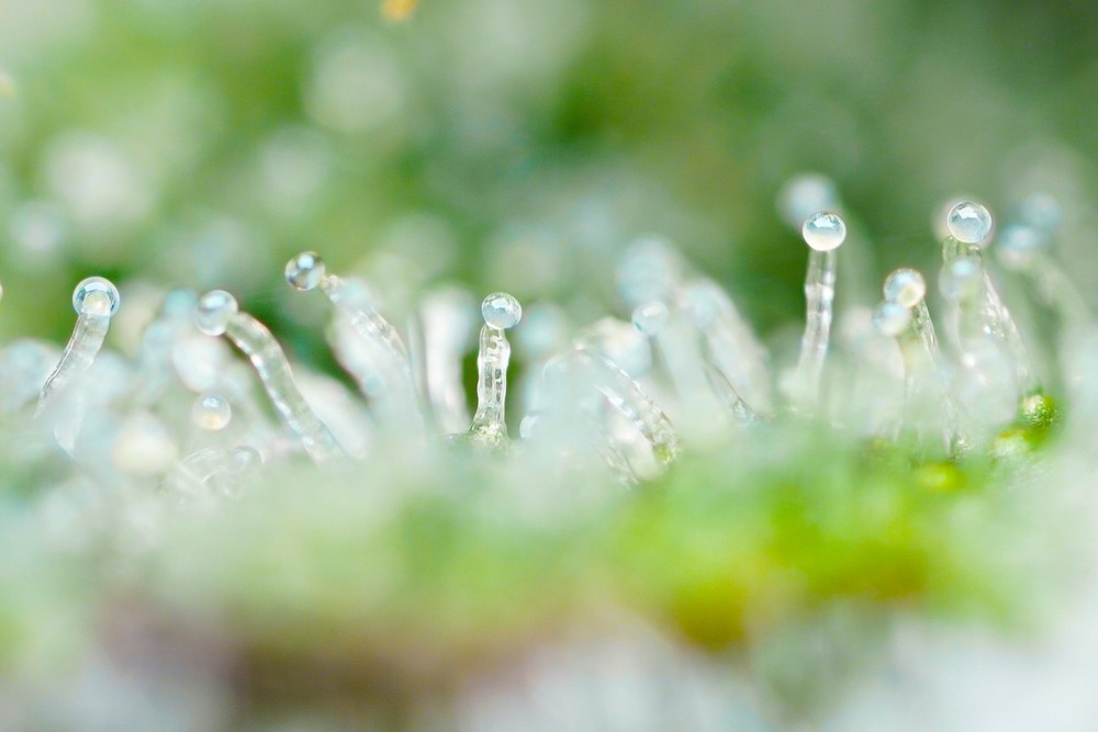 close up of trichomes