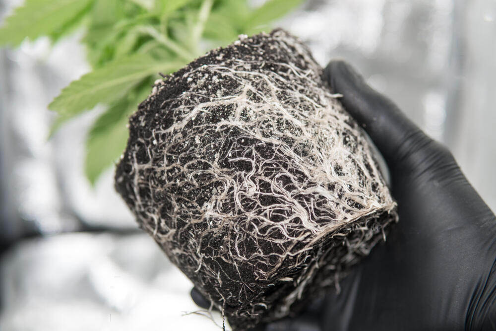close up of cannabis roots growing in soil