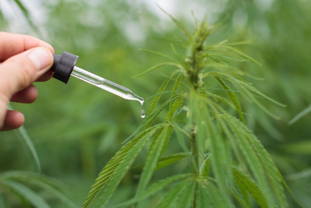 sone using a pipette to drop chemicals on a cannabis plant 