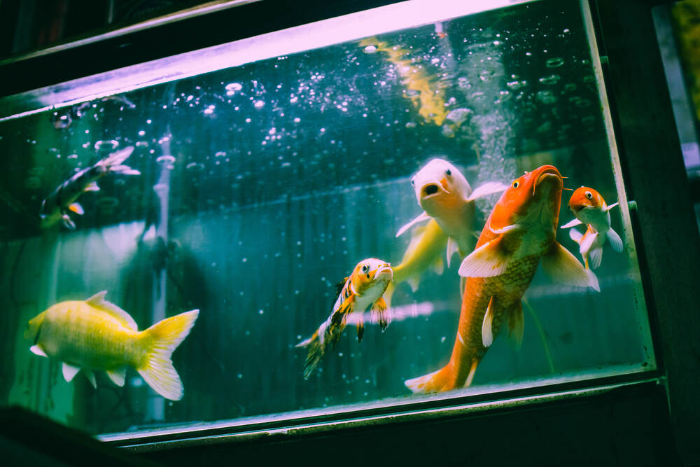 yellow and orange koi fish in a fish tank