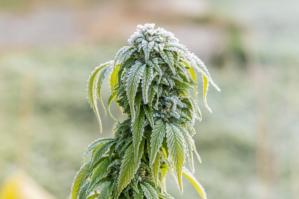 cannabis plant in the flowering stage at winter with frost on the plant