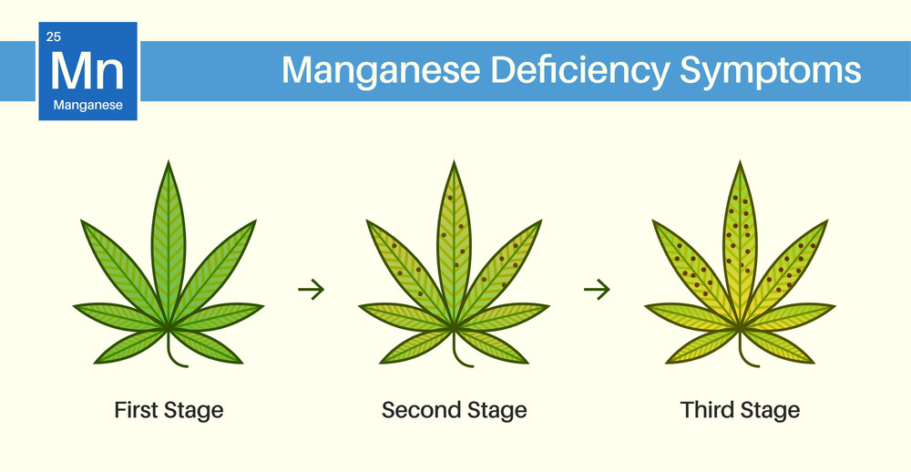 3 stages from low to high showing manganese deficiency in cannabis