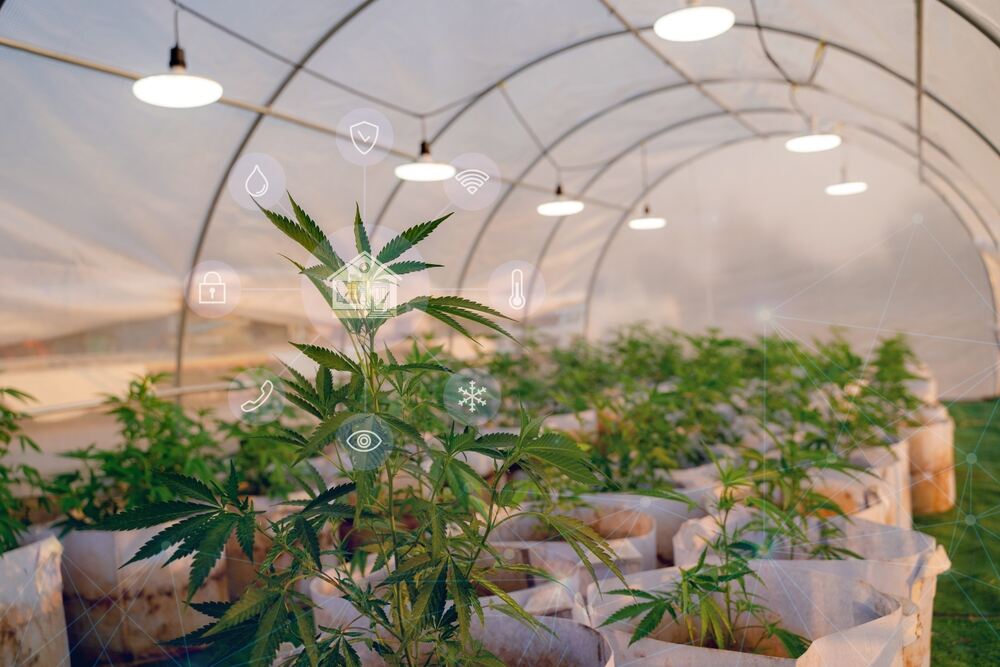 cannabis plants in a greenhouse with a hologram of environmental icons