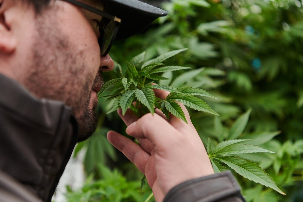 man in a cap and glasses smelling a cannabis plant