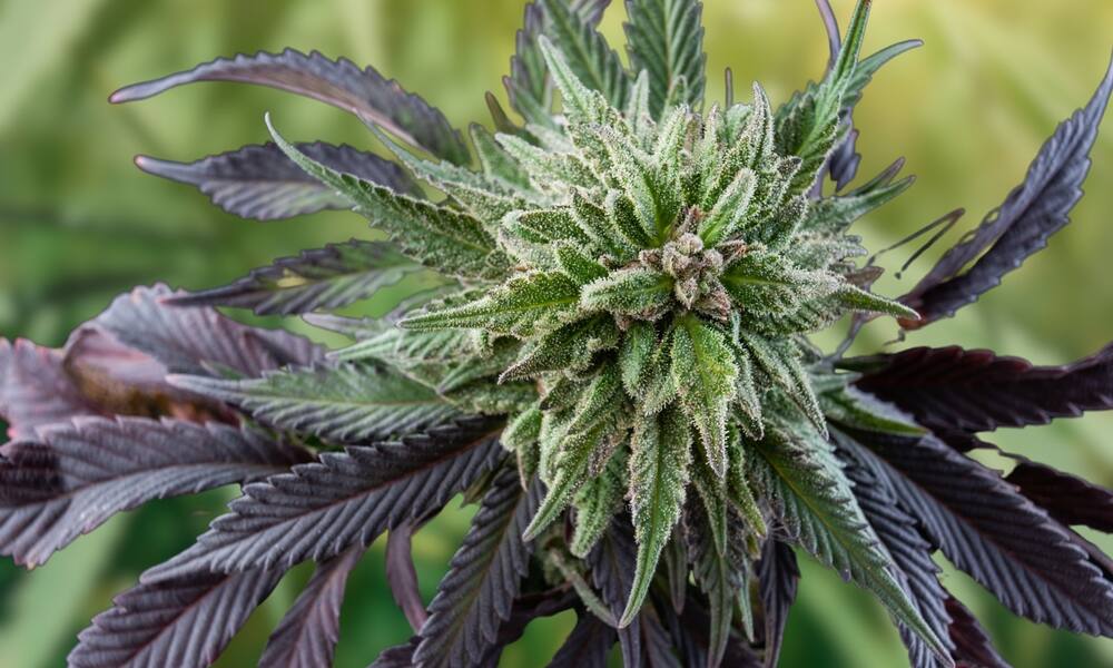 a heirloom cannabis strain that has been cross bred and is now showing purple traits