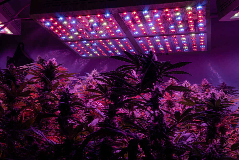 red and blue cannabis lights on the ceiling directed at the cannabis plants below.