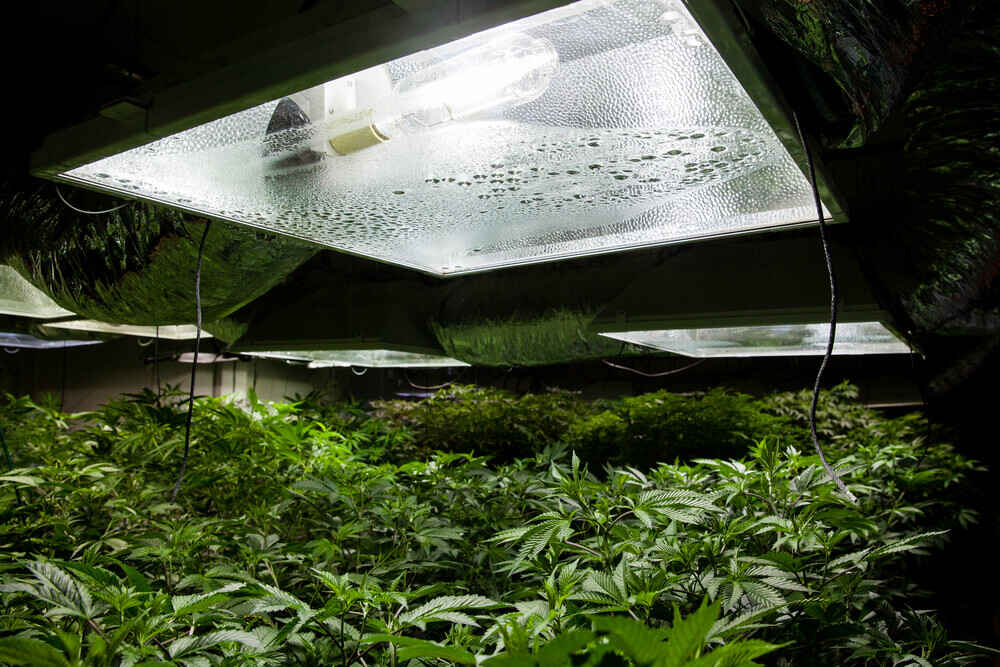 large light on the ceiling will cannabis plants below.