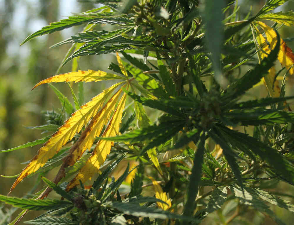 cannabis plant with the leaves showing signs of pH related stress