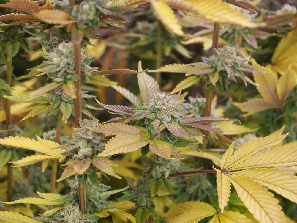 cannabis leaves turning yellow during flowering stage