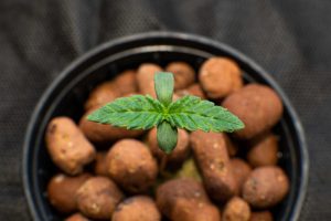 growing seedling in hydroponics