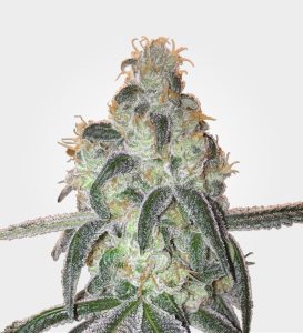 girl-scout-cookies-feminized