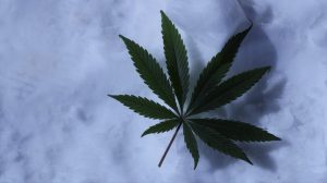 a cannabis leaf on snow