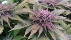 Granddaddy purple seeds