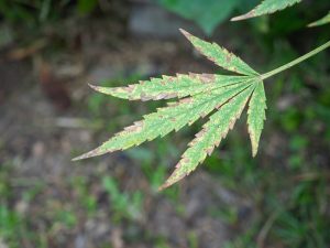 a cannabis leaf showing signs of phosphorus deficiency