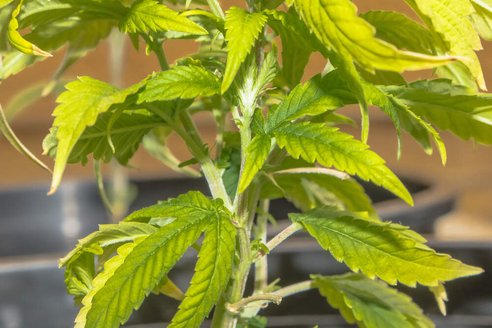 a cannabis plant that is starting to wilt and die due to nutrient deficiency