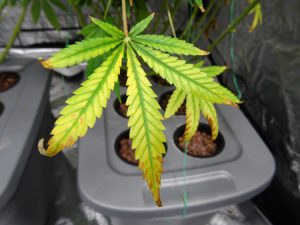 nitrogen deficiency