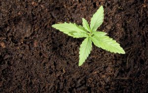 Cannabis seedling