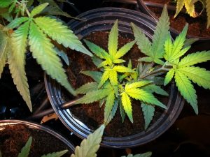 yellowing marijuana leaves sulfer deficiency