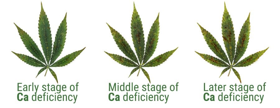 Calcium deficiency on weed LeafCalcium deficiency on weed Leaf