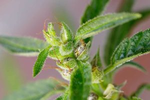 How to Tell If Buds are Pollinated 1