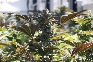 cookies strain - Girl Scout Cookies Strain