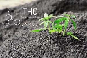 what-is-considered-high-thc