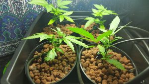 Indoor hydro weed grow