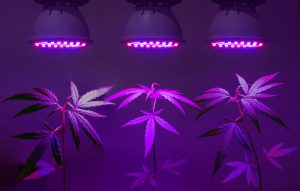 Cannabis grow lights