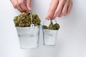 Cannabis-buds-in-buckets-1