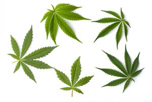 Different types of cannabis leaves