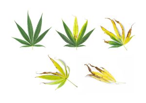 Sick cannabis leaves